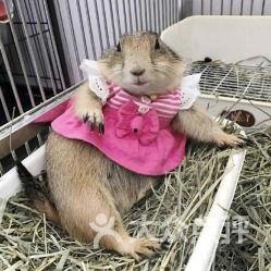 土拨鼠锅里洗澡吃瓜