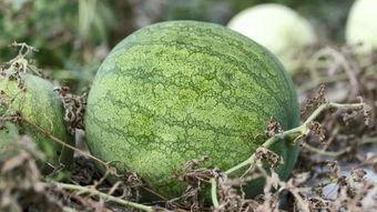 兰州话筒姐吃瓜,揭秘网络热点的背后故事