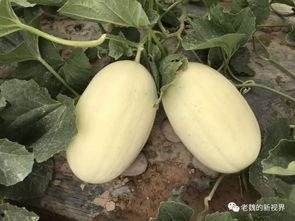 边去掉 吃瓜,揭秘娱乐圈的幕后故事