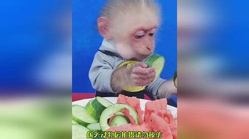 吃瓜猴卡通,揭秘卡通世界的欢乐与智慧