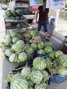 南阳迷笛吃瓜事件