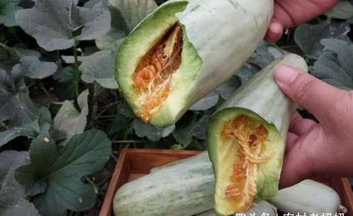 产妇吃的瓜,产妇营养新篇章