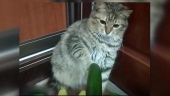 小猫拔牙吃瓜,萌态十足引网友热议